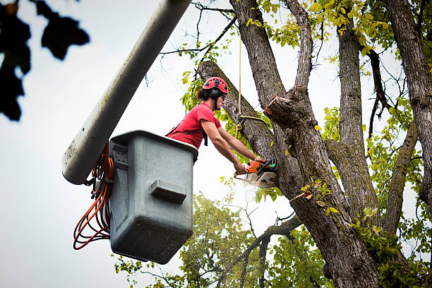 Best Tree Trimming Near Me  in Moosic, PA